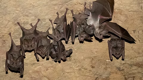 De 50 a más de 500: logran recuperar colonia de murciélagos en México