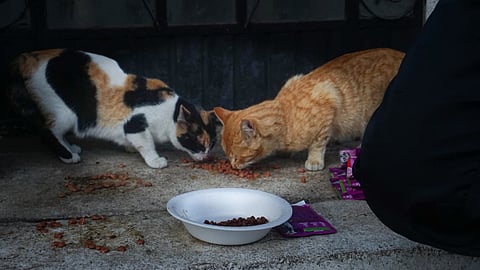 Ante inactividad de denuncias por maltrato animal, IMPA propone planes de bienestar animal