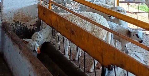 Animales de la UMSNH se quedan en la indefensión ante huelga del SUEUM