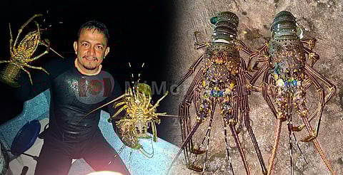 Festival en Morelia ofrecerá langostas frescas a precios accesibles