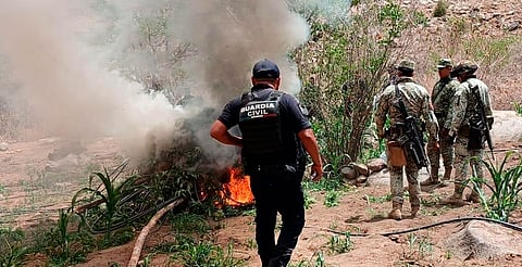 Incineran más de 12 mil plantas de mariguana en Huetamo