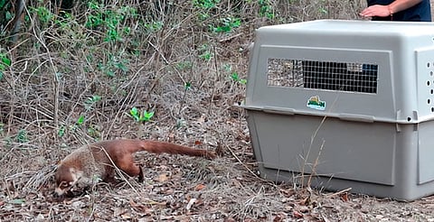 Liberan 40 animales silvestres, entre ellos ocelote, lince y decenas de tortugas