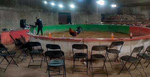 Palenques clandestinos, focos de ilegalidad y riesgo en Michoacán