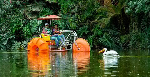 Refresca tu Día en el Zoológico de Morelia: ¡Disfruta de los triciclos acuáticos!