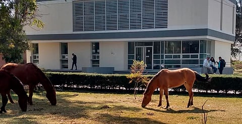 Huelga en la UMSNH: permiten acceso para atención de animales