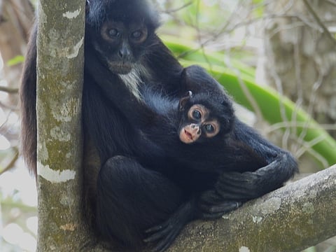 Conservación de la biodiversidad: El Mono Araña regresa al Cañón del Sumidero con una nueva cría