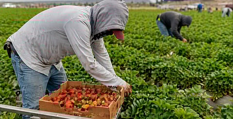 Hasta 45 mil michoacanos pueden acceder a la visa laboral e irse a EU por periodos cortos