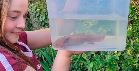 El ejemplar presentaba heridas en la cola y el vientre