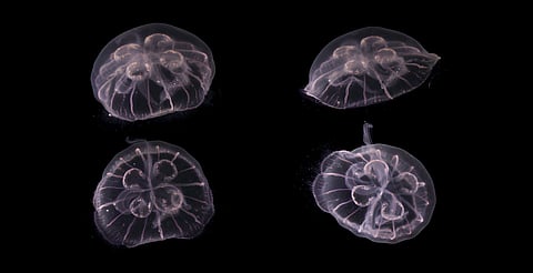 Científicos advierten que hay más especies por descubrir