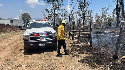 Atienden incendio de arbolado en La Campiña, Morelia; ya fue controlado