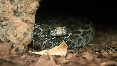 ¿Sabías que en el Zoológico de Morelia hay una serpiente de 5 metros? ¡Ve a conocerla!