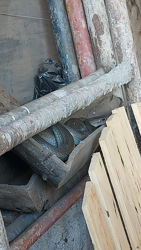 Capturan y liberan reptil hallado en casa de Tzintzuntzán