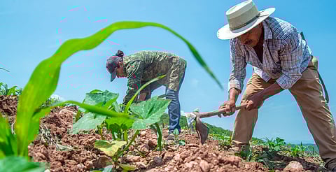 Producción agrícola crece, pero sin valor agregado en Michoacán