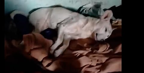 Rescatan a perrita tras denuncia por maltrato en Tarímbaro; está grave