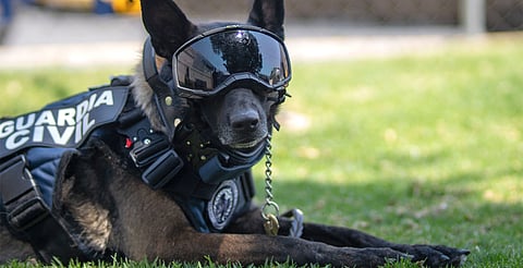 Cuidan salud de binomios caninos antes de cada operativo