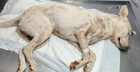 Caso perrita en Tarímbaro: denuncia formal revela graves condiciones de maltrato