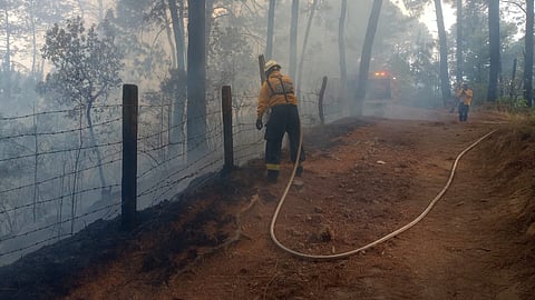 En una semana, incendios forestales arrasan casi 500 hectáreas en Michoacán