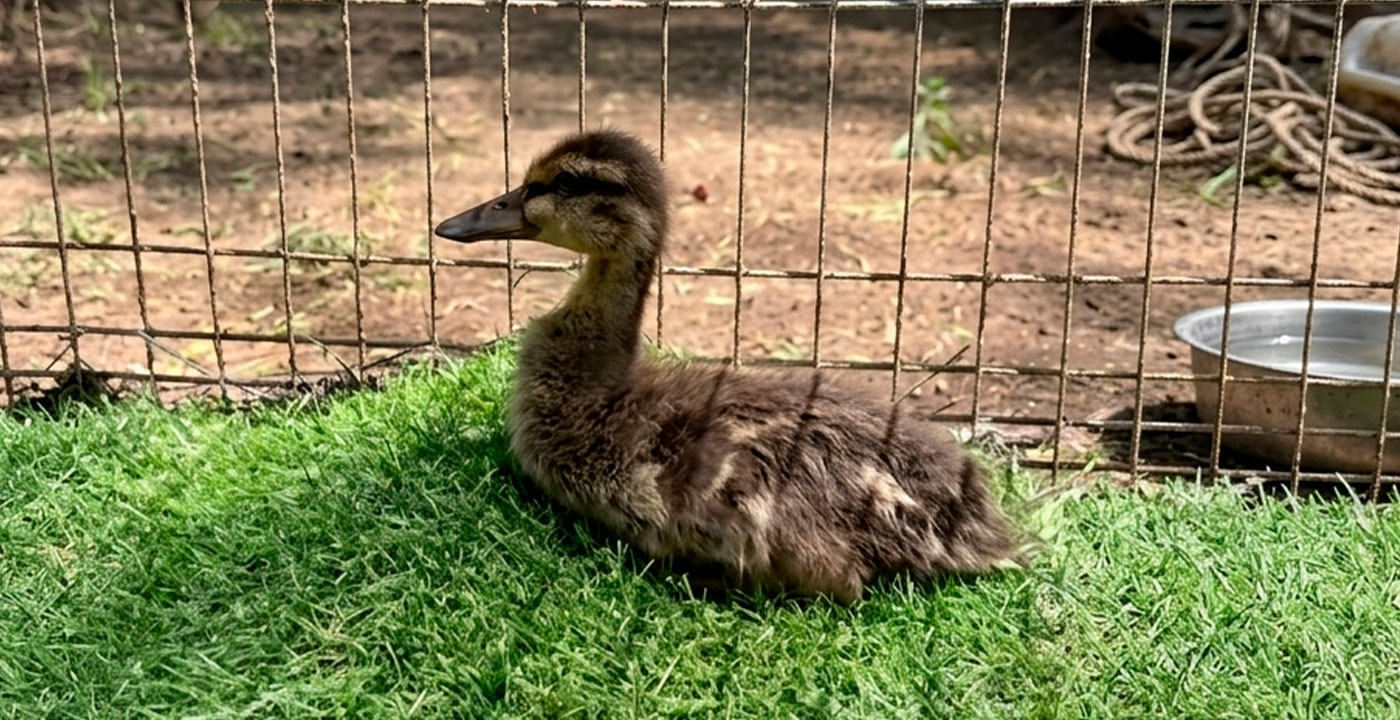 Médicos veterinarios supervisan su salud las 24 horas