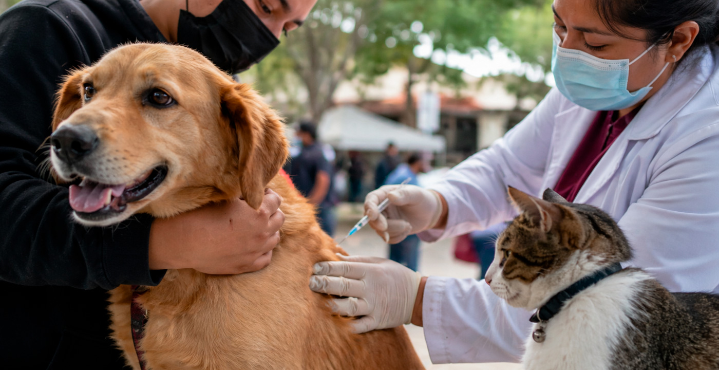 ¡Protege a tu amigo peludo! Vacunación antirrábica gratuita en Zitácuaro