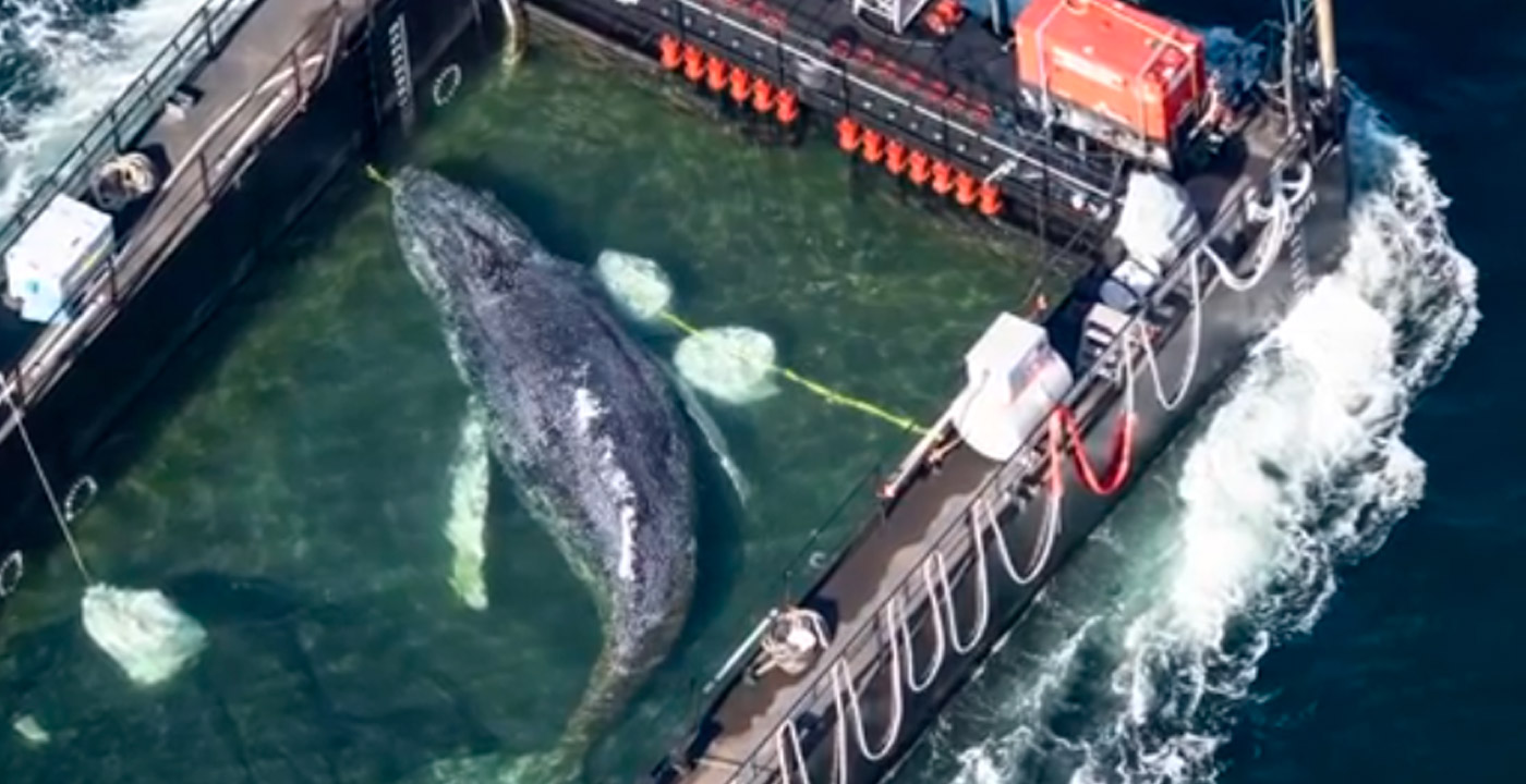 Rescate histórico: ‘Timmy’, la ballena jorobada, inicia su viaje hacia mar abierto 