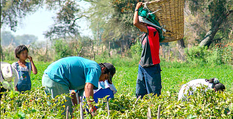 Trabajo infantil en Michoacán se arraiga en el campo: DIF