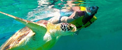 Arranca temporada de tortugas marinas en el Caribe mexicano