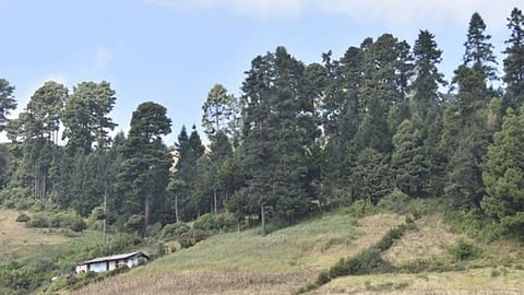 Crean “Fondo Verde” para apoyar industria agropecuaria y frutícola en Michoacán