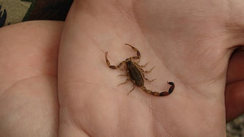 Los remedios caseros retrasan la atención, el diagnóstico oportuno y el tratamiento adecuado de los pacientes