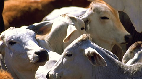 Alertan empresarios por posible cierre de exportaciones de ganado por gusano barrenador
