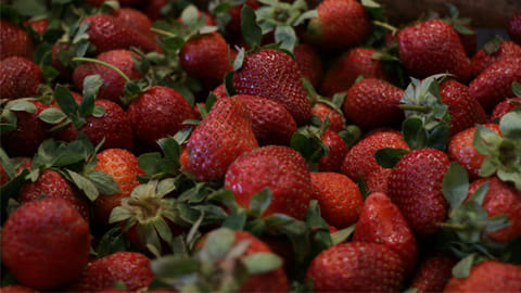 Zamora, Tangancícuaro y Jacona, los municipios con mayor producción del fruto (Foto: ACG) 
