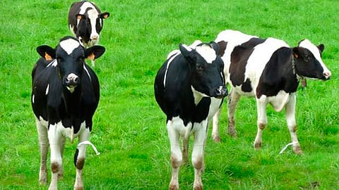 La mayor cantidad de residuos se encuentra en el hígado, el ojo y el tejido muscular
