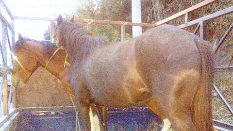 El detenido fue puesto a disposición de la autoridad competente