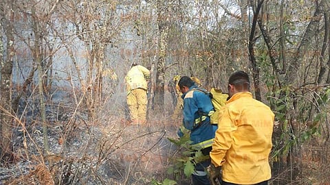 Se lograron gestionar 21 mil árboles con la Delegación de la Comisión Nacional Forestal