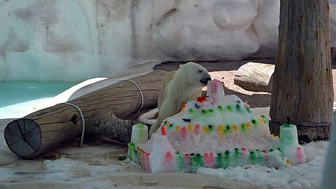 Yupik es "un maravilloso ejemplar del cual debemos sentirnos orgullosos", destacaron autoridades