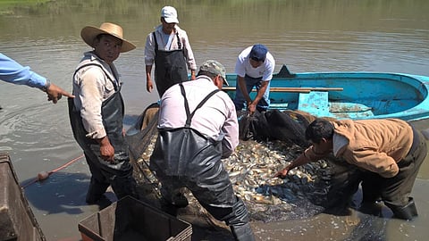 J. Buenaventura Onofre subrayó que hasta el momento la producción de pescado es bastante (Foto: Archivo)