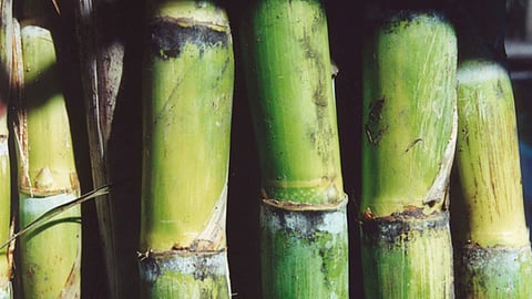 Este cultivo genera cerca de 5 mil empleos directos (Foto: Cortesía)