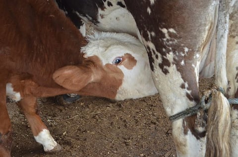 El valor de las cabezas de ganado es de 23 mil 400 pesos (Foto ilustrativa)