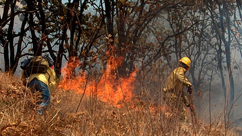 Asciende al octavo sitio en lo que respecta a superficie dañada (13 mil 838.67 hectáreas)
(Foto: Archivo)