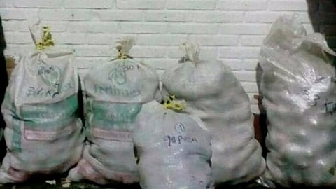 Se les aseguraron cinco costales con un total de 146 kilos del fruto (Foto Cortesía) 