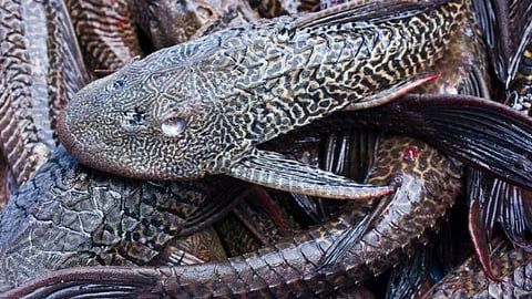 Se han certificado 40 empresas en temas sanitarios, todas ellas de criadero de tilapia y bagre (Foto: Cortesía)