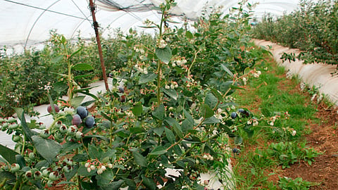 Michoacán, segundo productor nacional de arándano: Sedrua