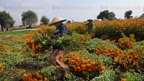 Comienza cosecha de flores para el Día de Muertos