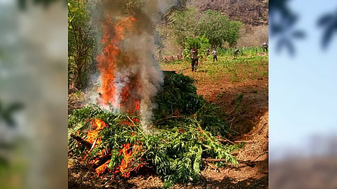 Destruyen tres plantíos de marihuana en Aquila