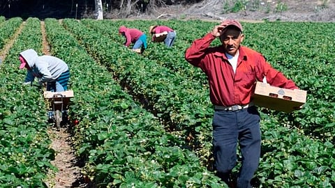 La dependencia estará en vigilancia ante cualquier problema pueda ocurrir en los cultivos  (Foto: Cortesía)