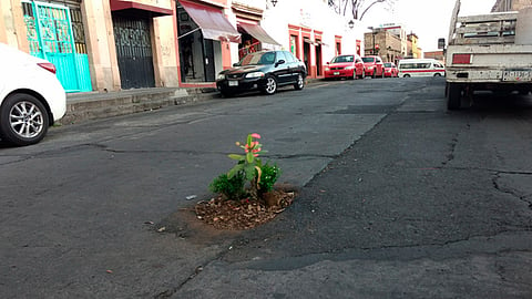 Ciudadanos aprovechan baches de Morelia para plantar flores