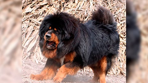 La familia notó rato que el cuadrúpedo empezó a caminar en dos patas (Foto: Ilustrativa)