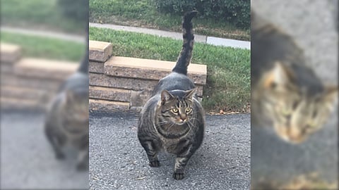 Ya una multitud de memes haciendo alusión al aspecto del animal (Foto: @officialbuffcat)