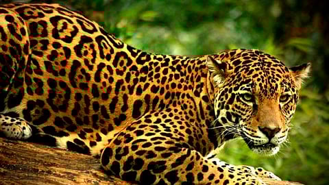 El jaguar acabó con la vida de cuatro alpacas, un emú y un zorro (Foto: Archivo)