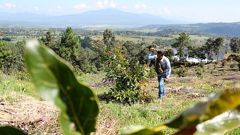 Destruyen mil plantas de aguacate en Acuitzio por falta de permiso