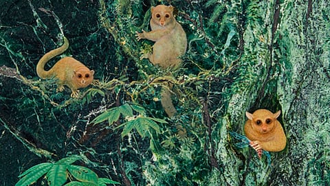 Pesaban menos de un kilo (entre 113 y 796 gramos) (Foto: @TapasDeCiencia)